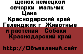 щенок немецкой овчарки (мальчик) › Цена ­ 5 000 - Краснодарский край, Геленджик г. Животные и растения » Собаки   . Краснодарский край